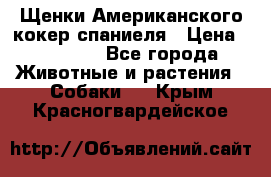 Щенки Американского кокер спаниеля › Цена ­ 15 000 - Все города Животные и растения » Собаки   . Крым,Красногвардейское